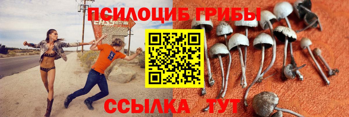 Галлюциногенные грибы Psilocybine cubensis Кимры